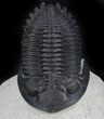 Spectacular, Hollardops Trilobite - Great Eyes #35975-4